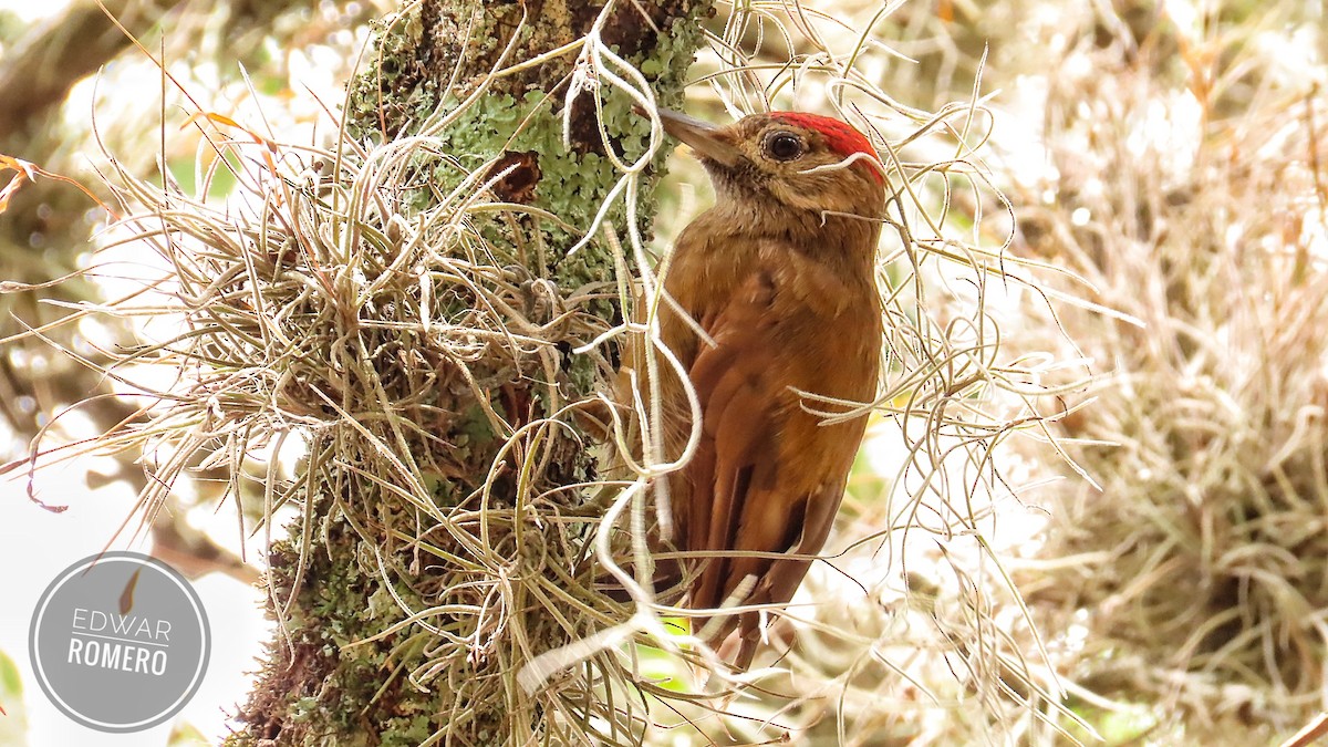 Smoky-brown Woodpecker - ML620806219