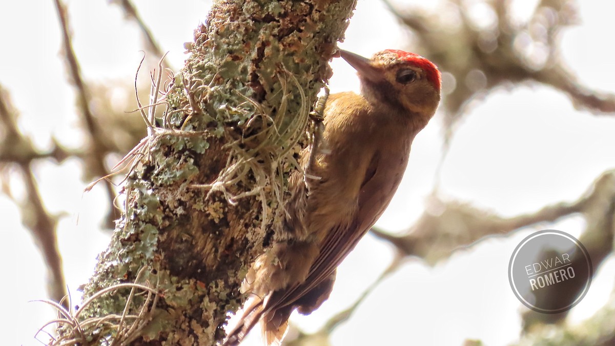 Smoky-brown Woodpecker - ML620806220