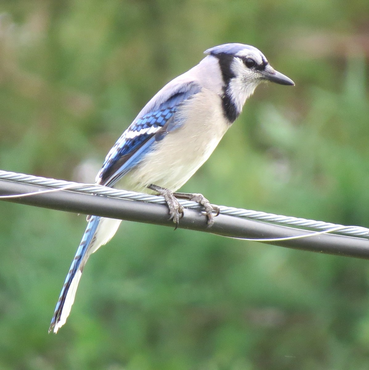 Blue Jay - ML620806221