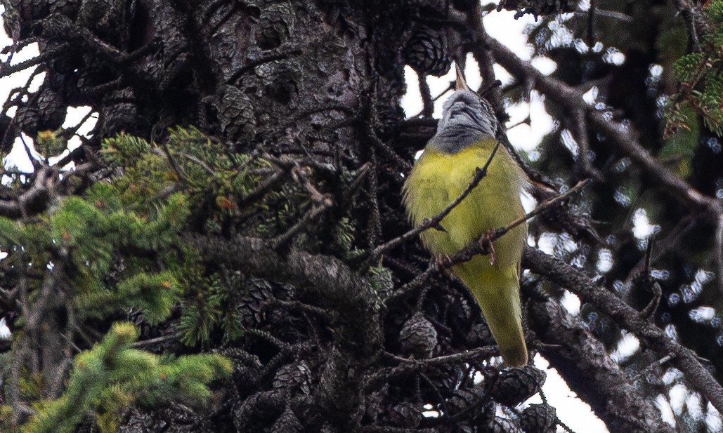 Connecticut Warbler - ML620806228