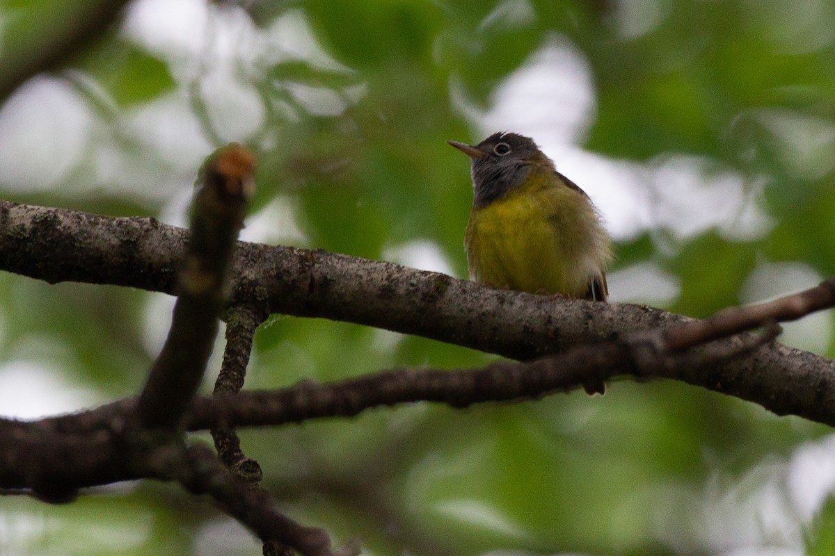 Connecticut Warbler - ML620806230