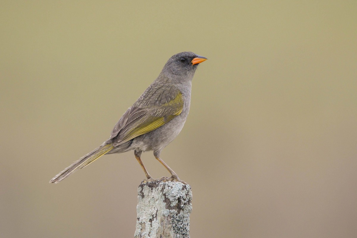 Great Pampa-Finch - ML620806232