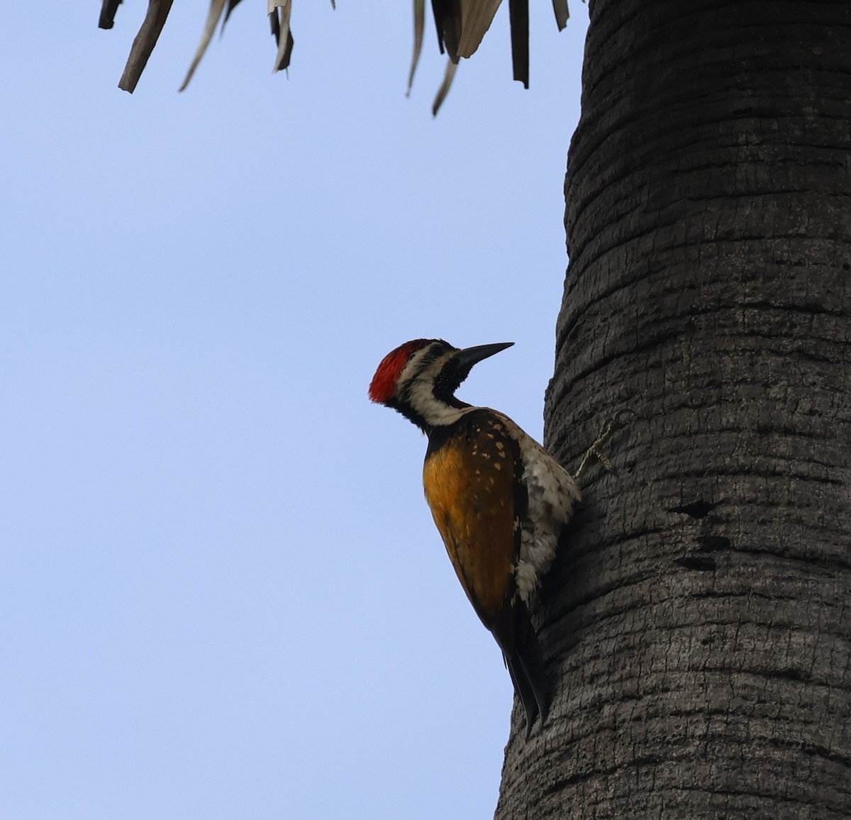 Black-rumped Flameback - ML620806234