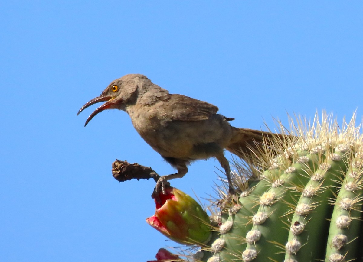 Curve-billed Thrasher - ML620806235