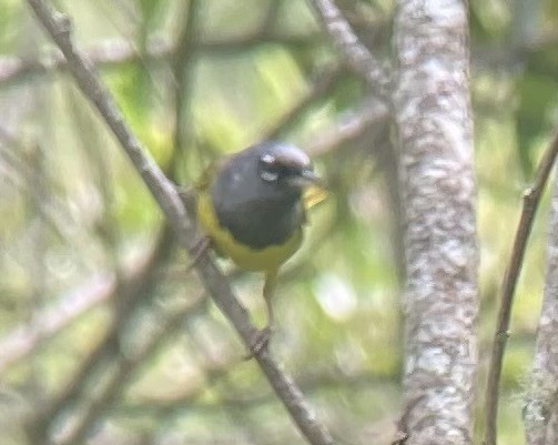 MacGillivray's Warbler - ML620806239