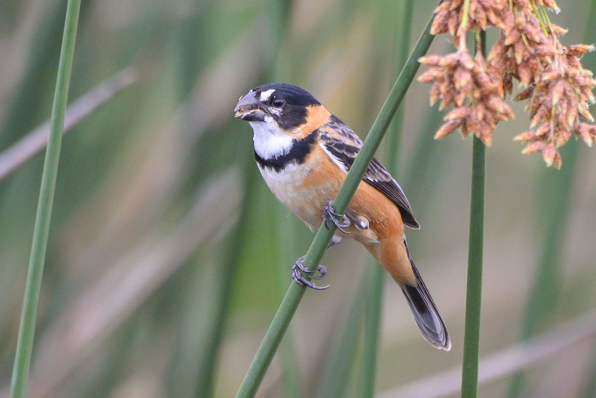 Rusty-collared Seedeater - ML620806242