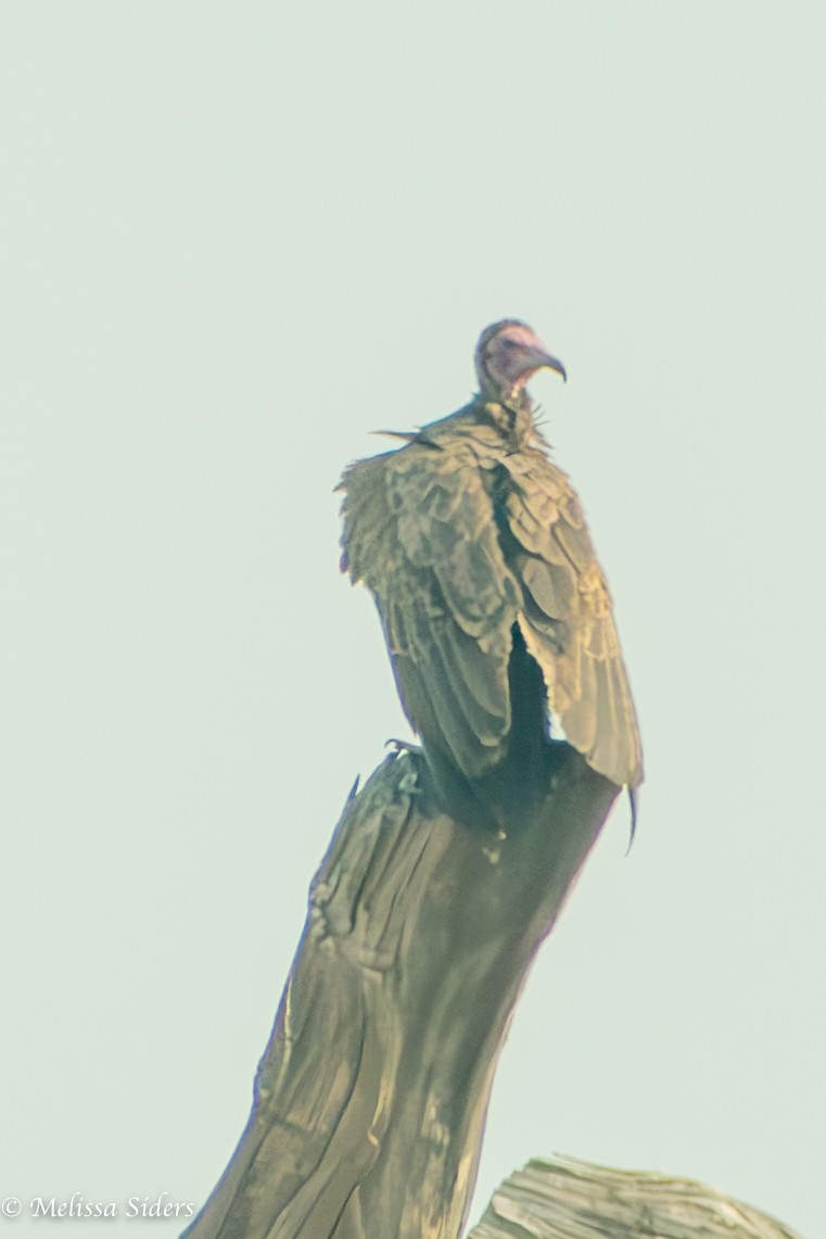 Hooded Vulture - ML620806244