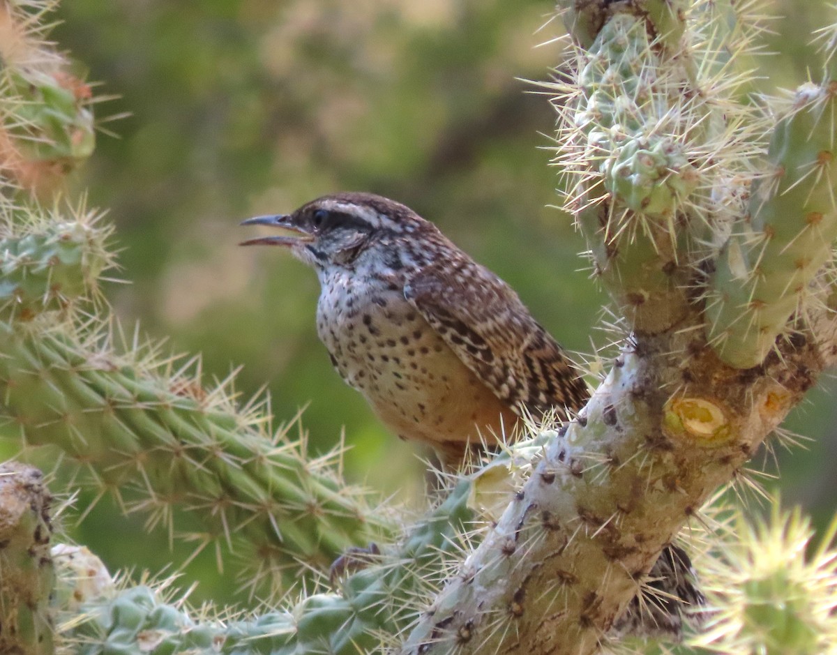 Cactus Wren - ML620806250