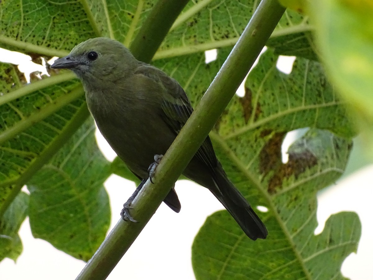 Palm Tanager - ML620806255