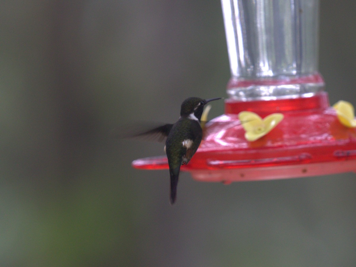 Colibrí de Mitchell - ML620806256