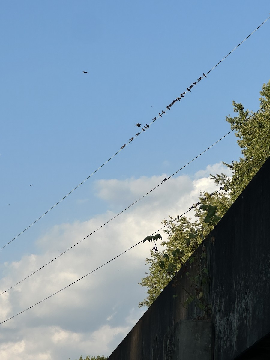 Cliff Swallow - Kim Johnson