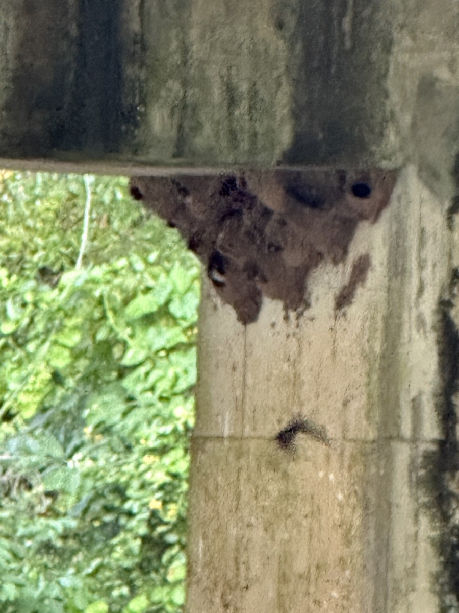 Cliff Swallow - ML620806262