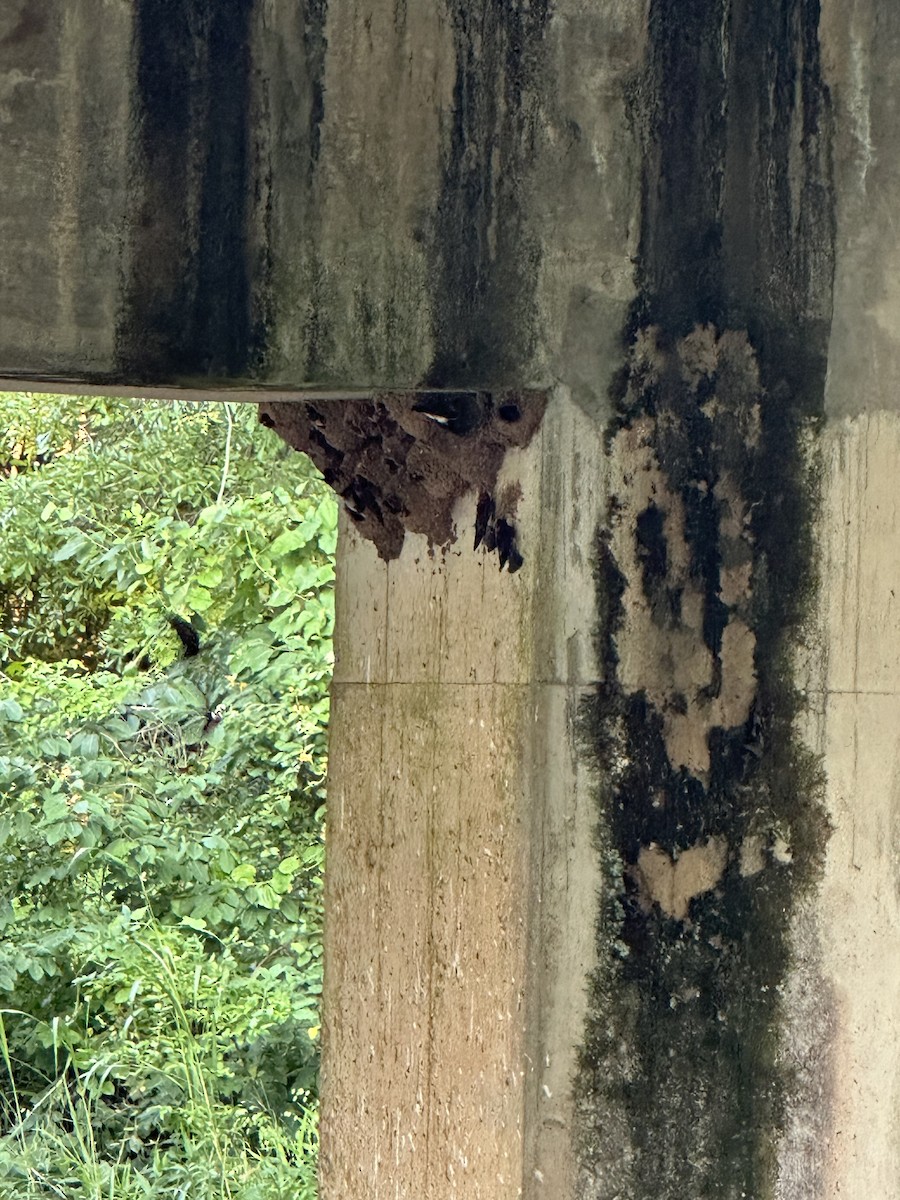 Cliff Swallow - Kim Johnson