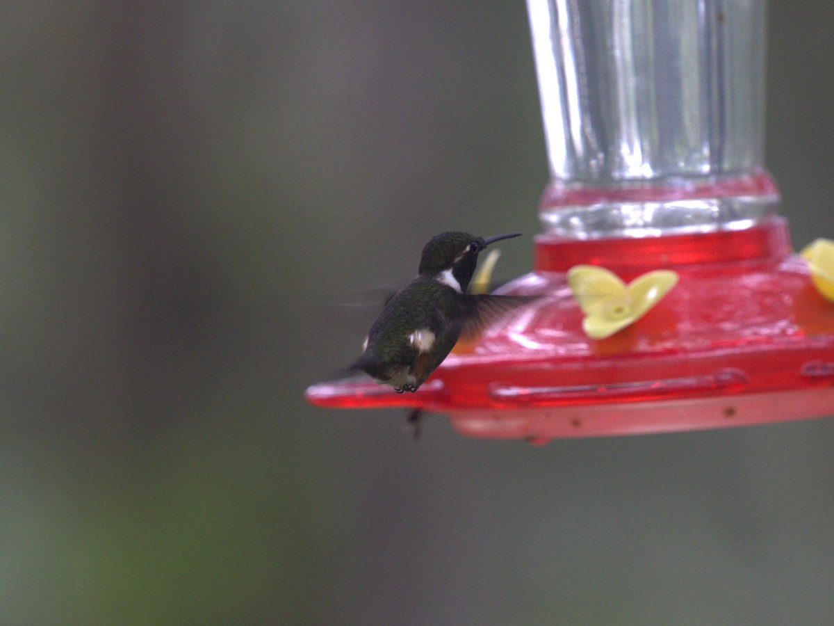 Colibrí de Mitchell - ML620806269