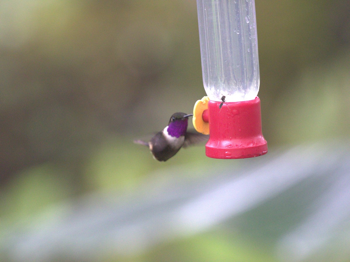 Colibrí de Mitchell - ML620806277