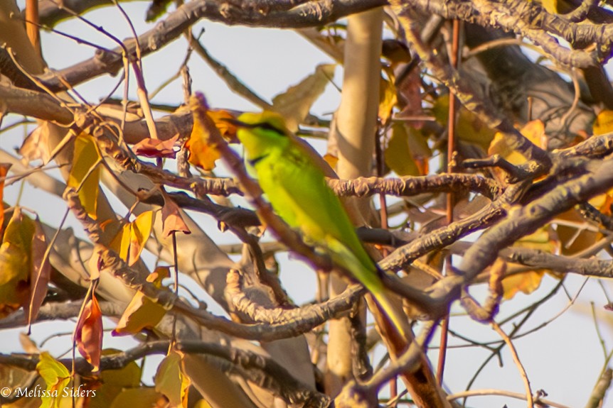 African Green Bee-eater - ML620806283