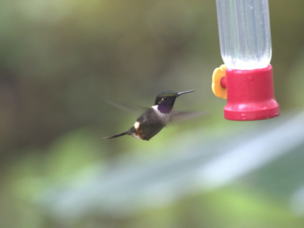 Colibrí de Mitchell - ML620806296