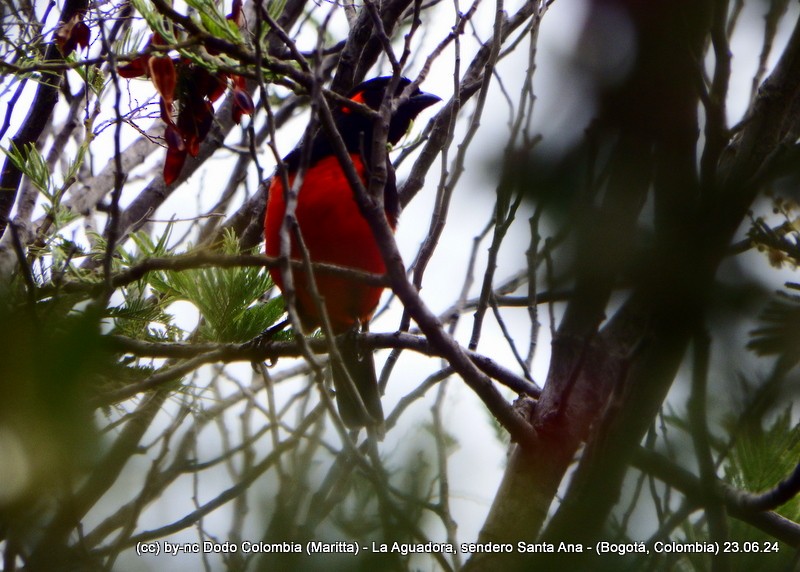 Scarlet-bellied Mountain Tanager - ML620806297