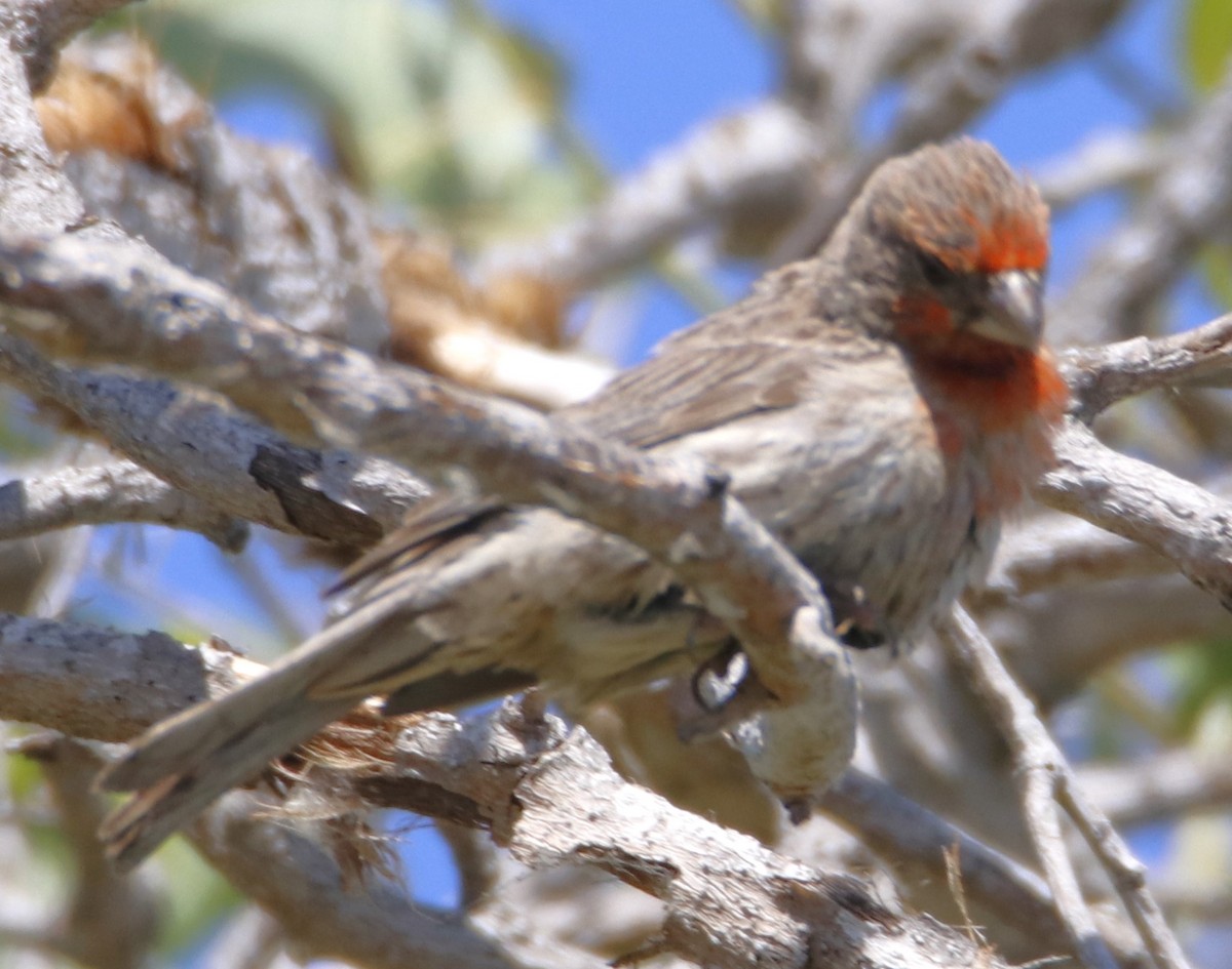 House Finch - ML620806301