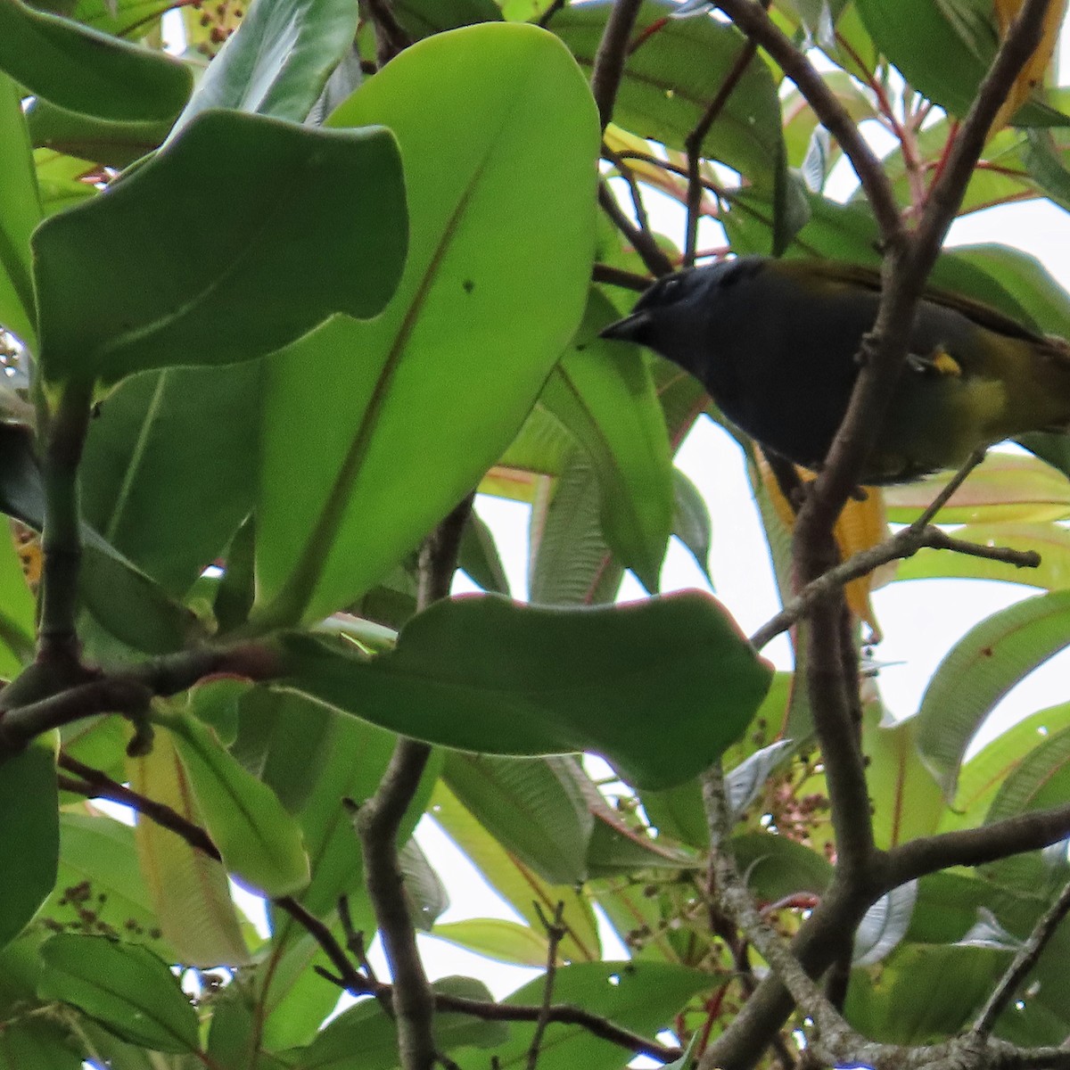 Blue-capped Tanager - ML620806316