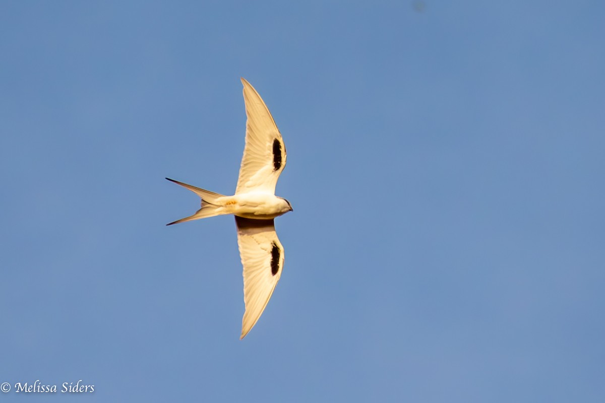 Scissor-tailed Kite - ML620806317