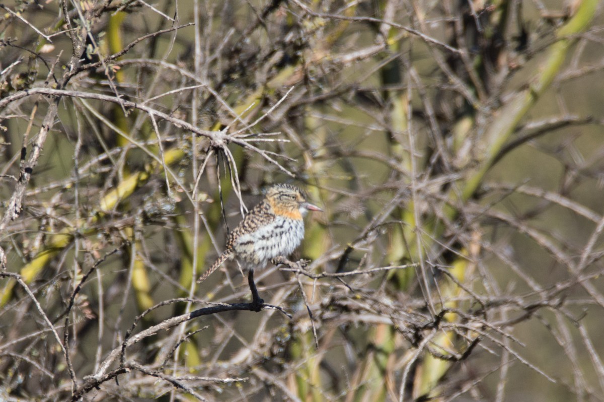 Spot-backed Puffbird - ML620806322