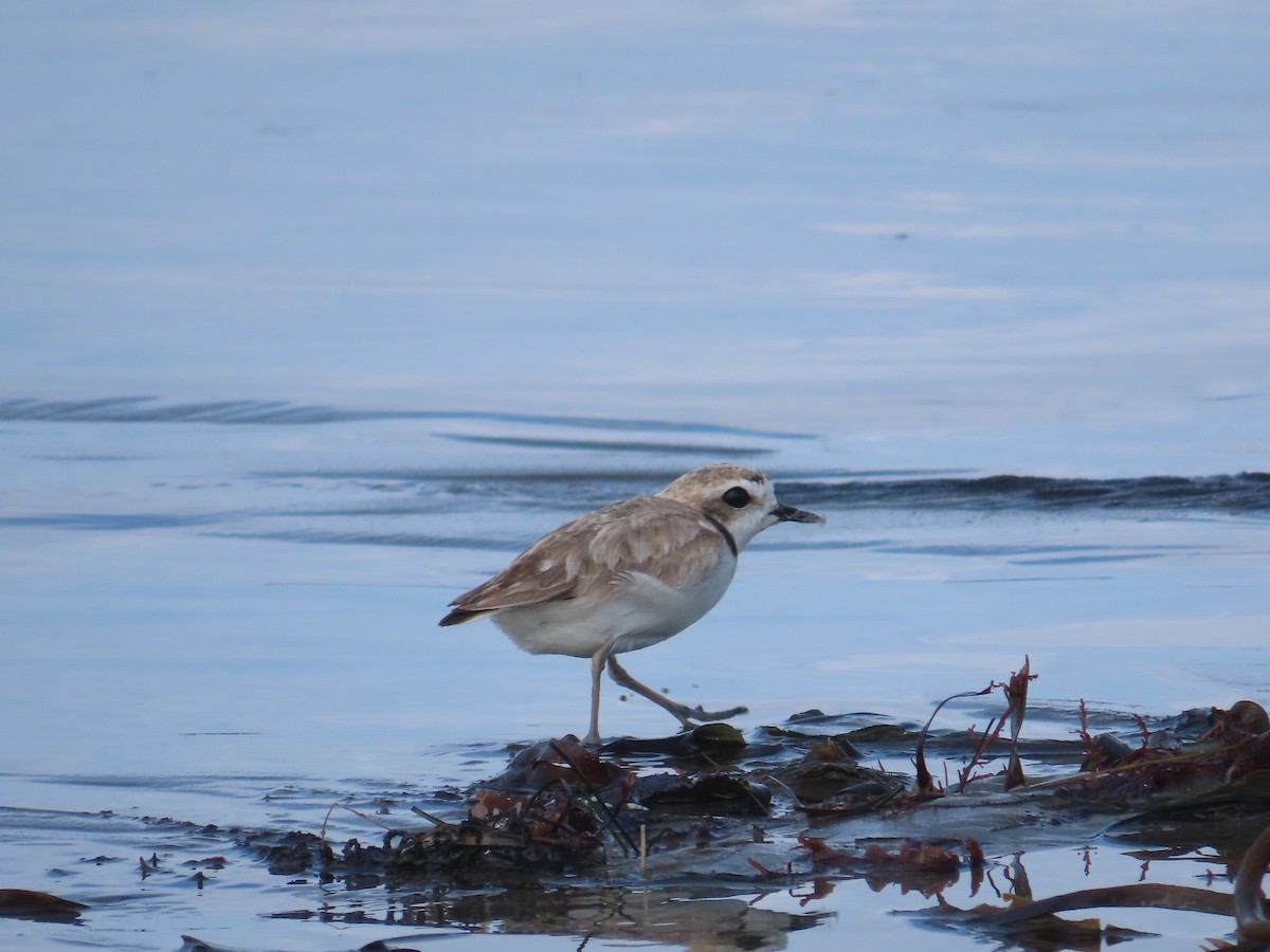 Snowy Plover - ML620806323