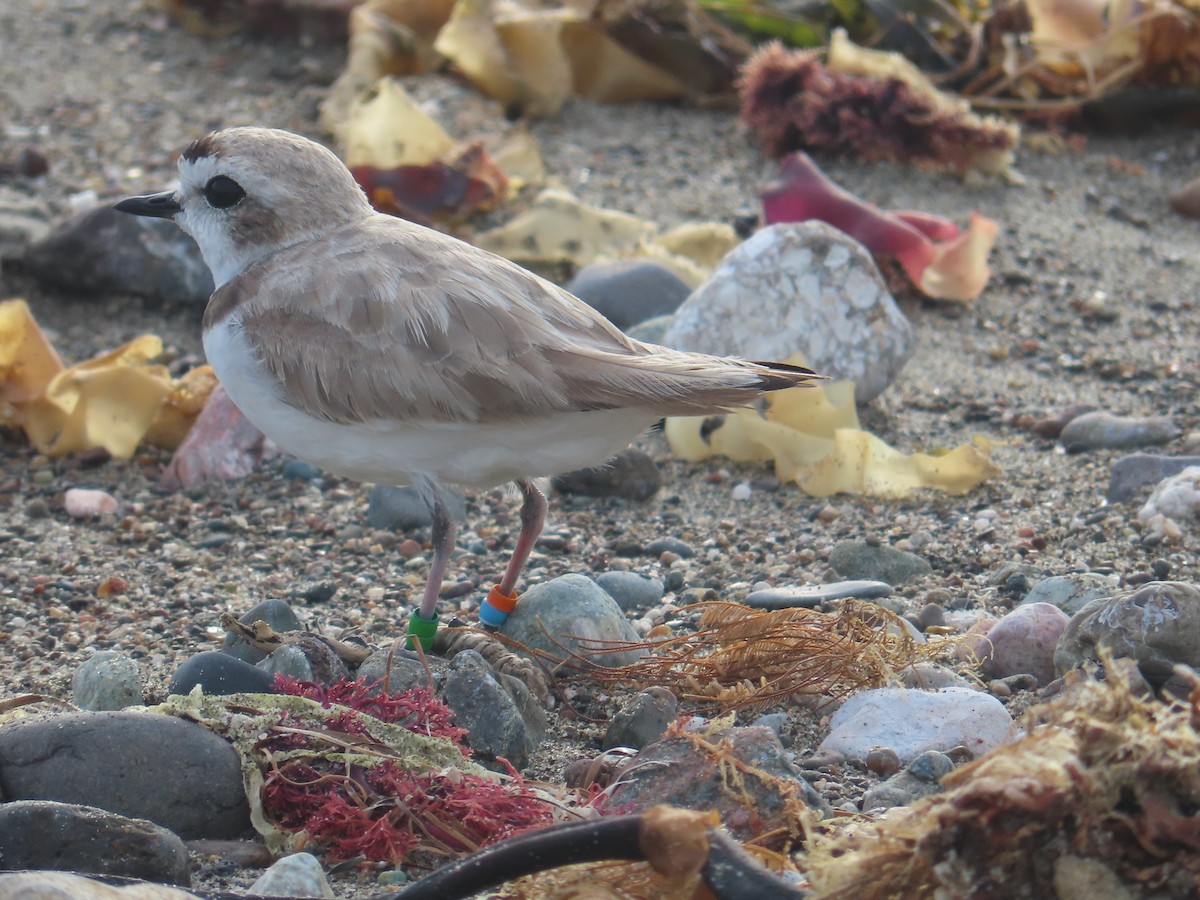 Snowy Plover - ML620806324