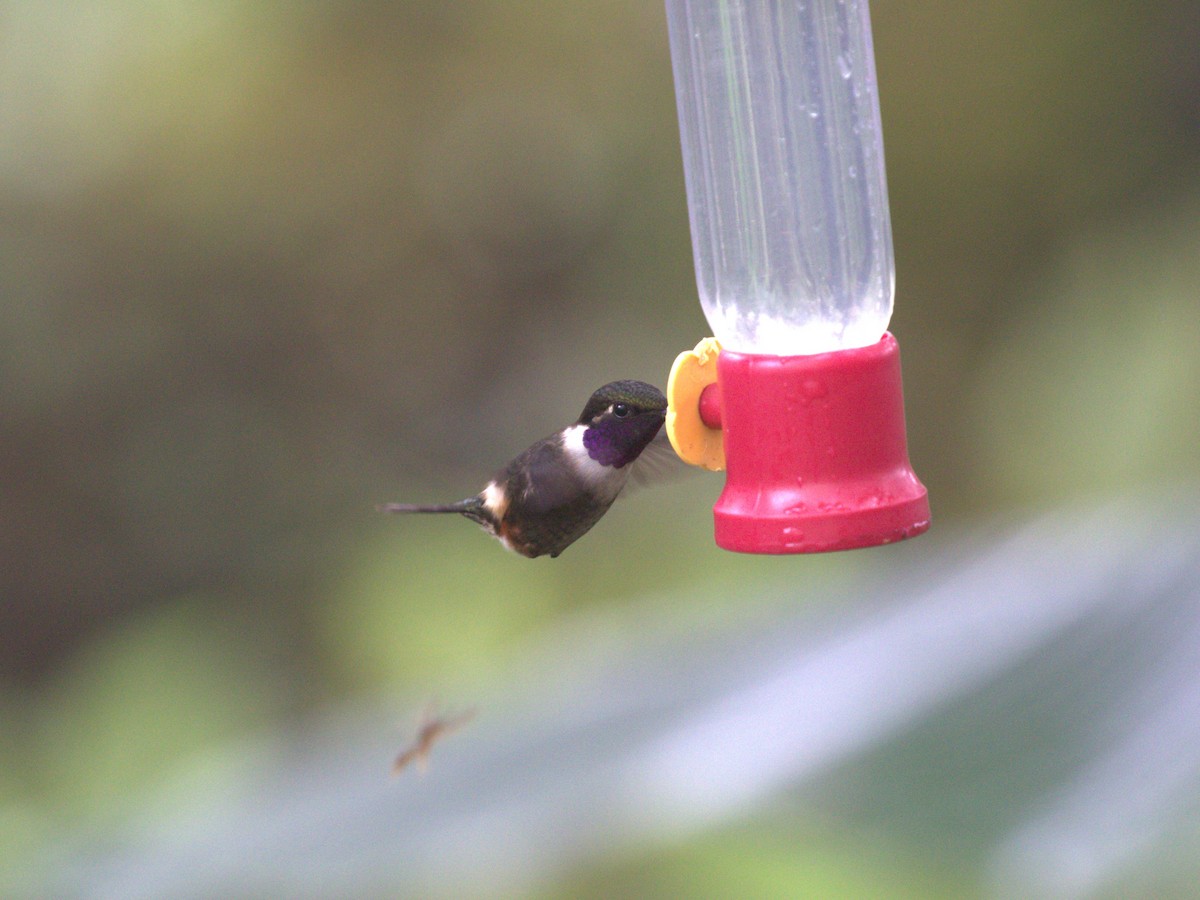 Colibrí de Mitchell - ML620806325