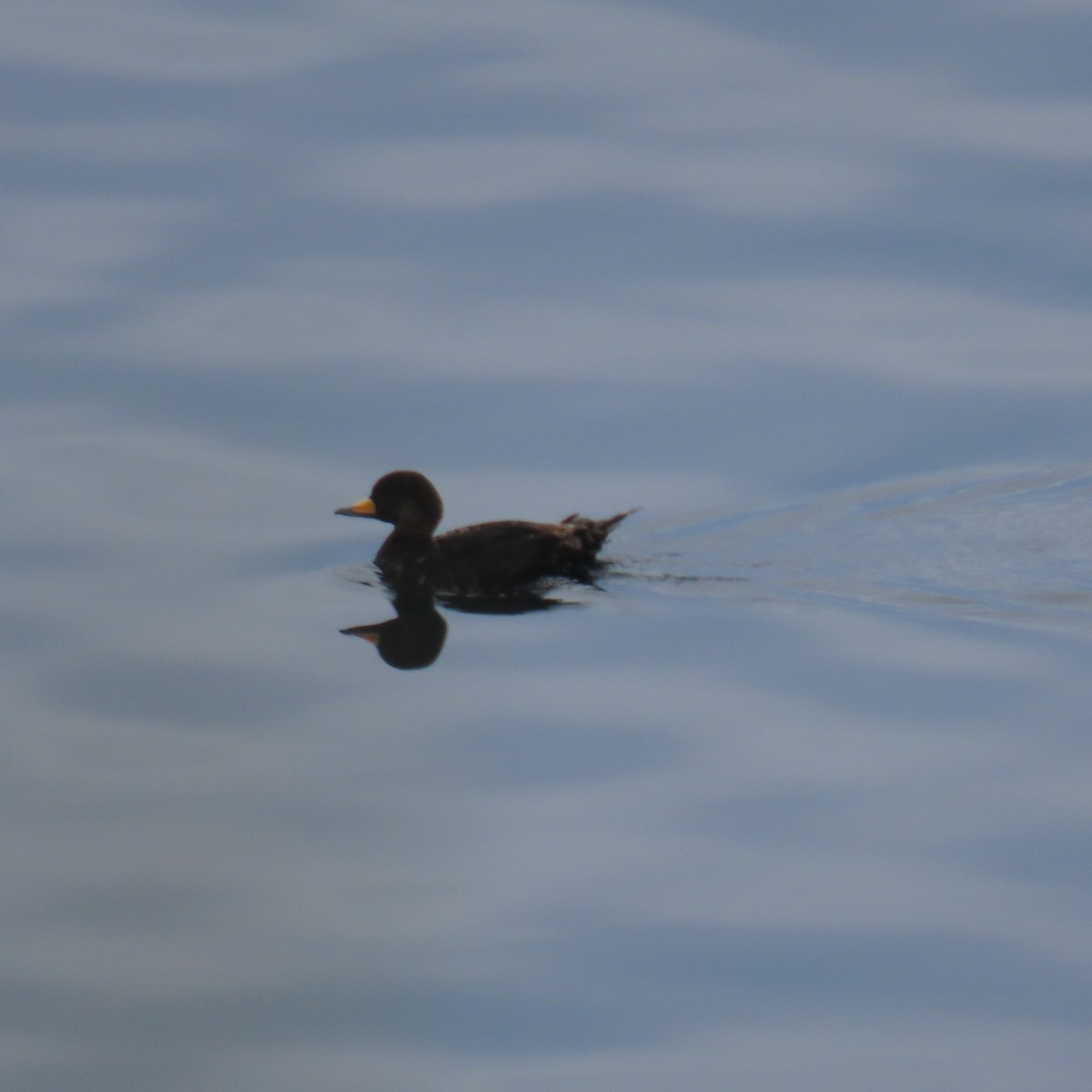 Black Scoter - ML620806336