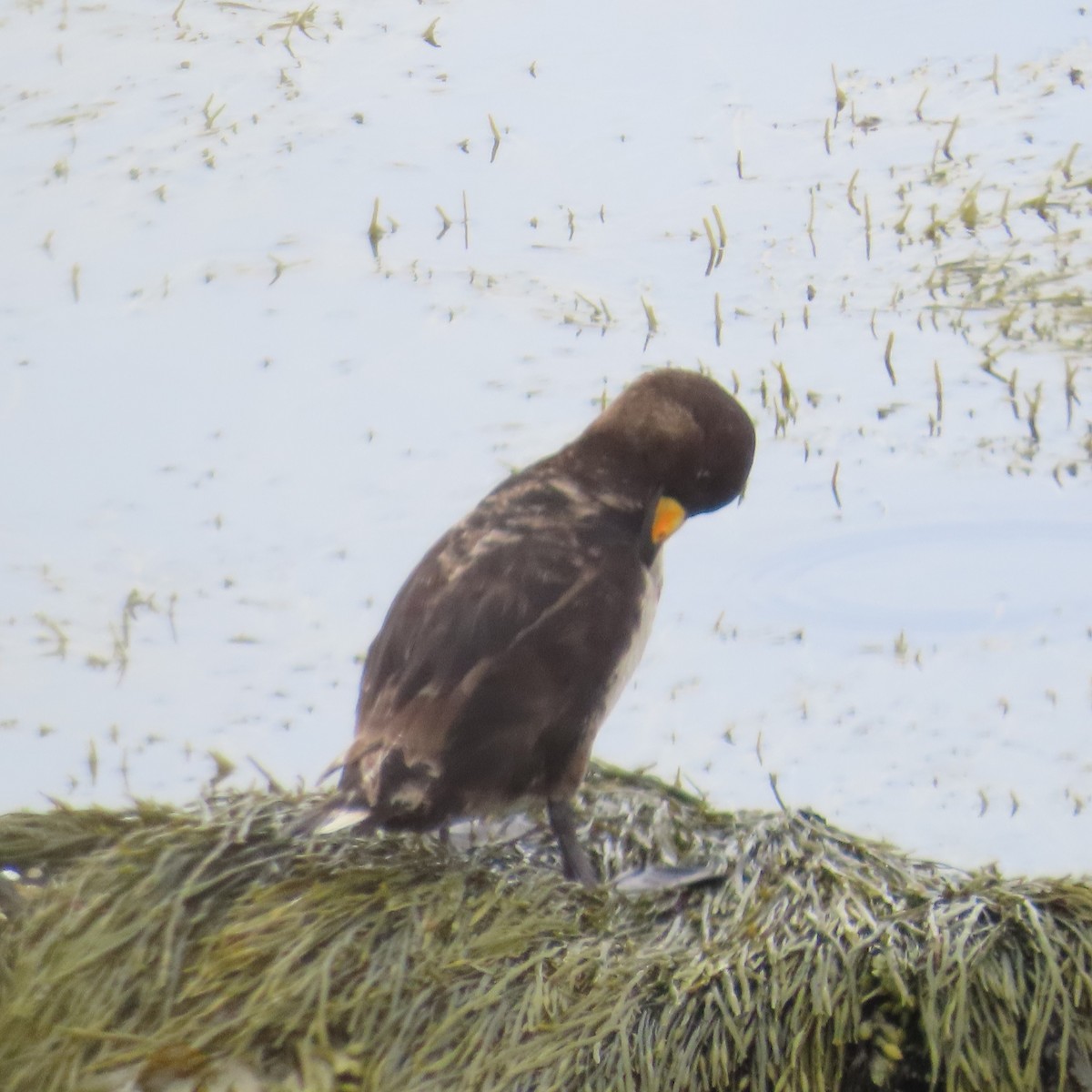 Black Scoter - ML620806337