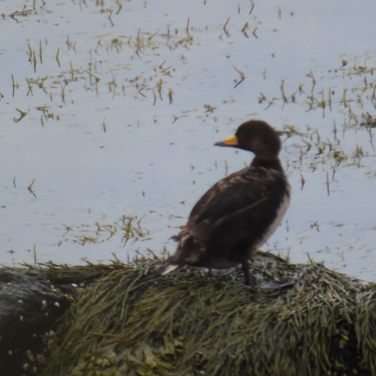 Black Scoter - ML620806342