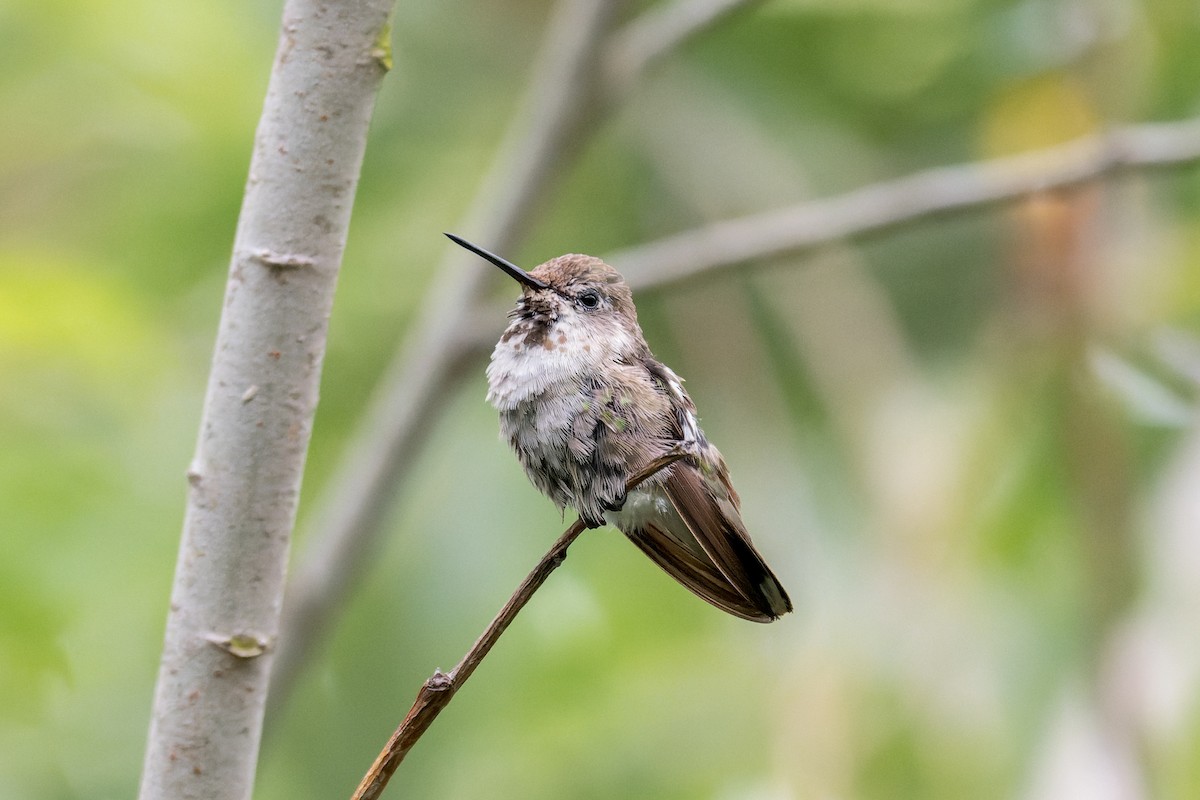 Anna's Hummingbird - ML620806343