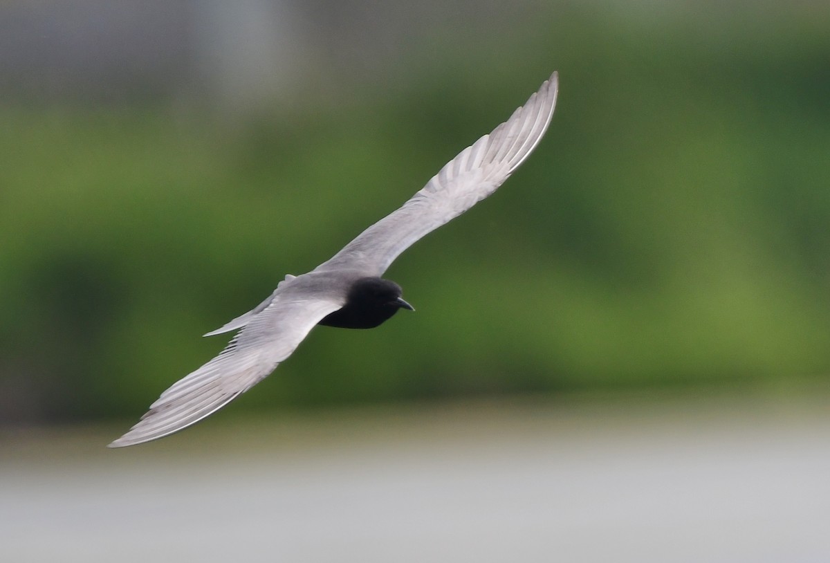 Black Tern - ML620806345