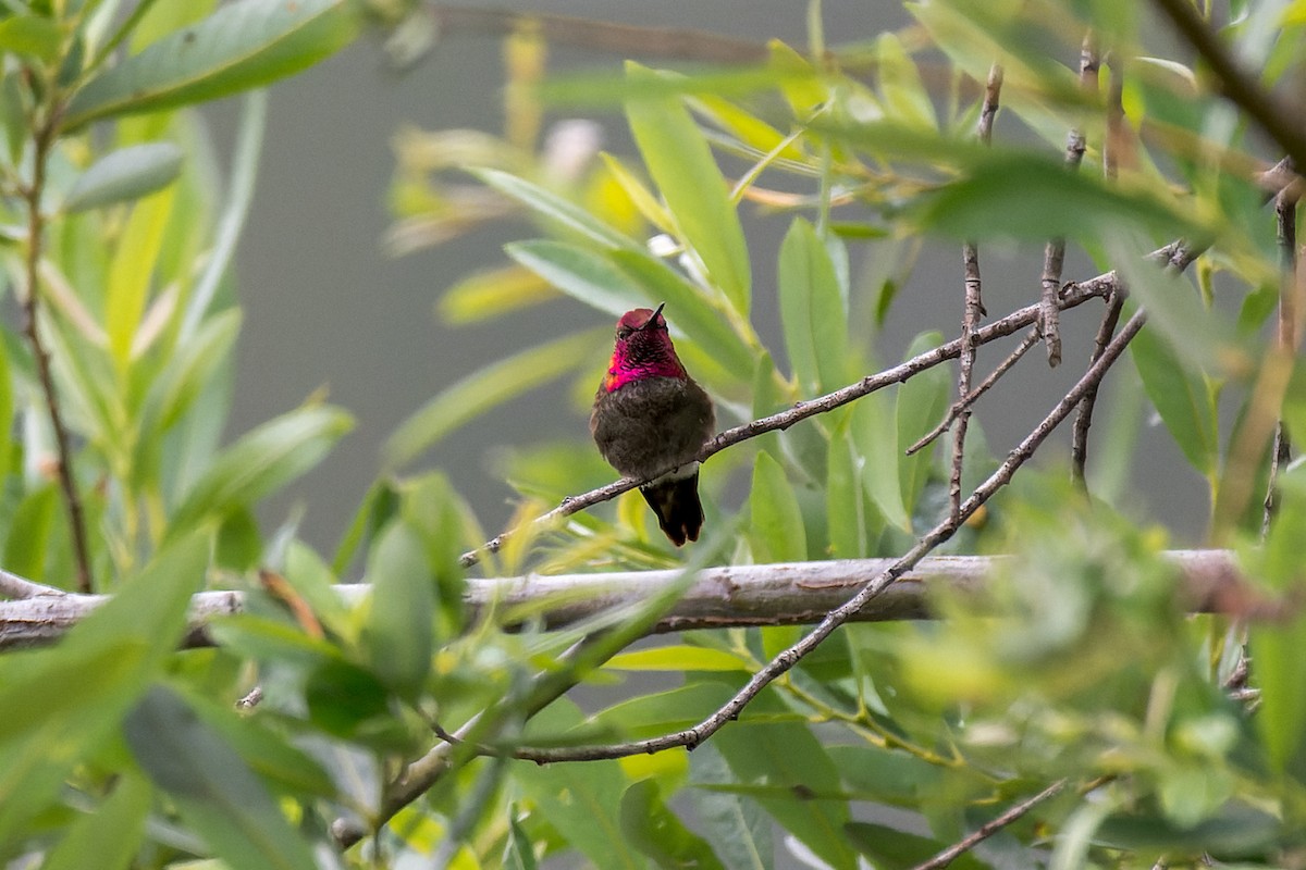 Anna's Hummingbird - ML620806346