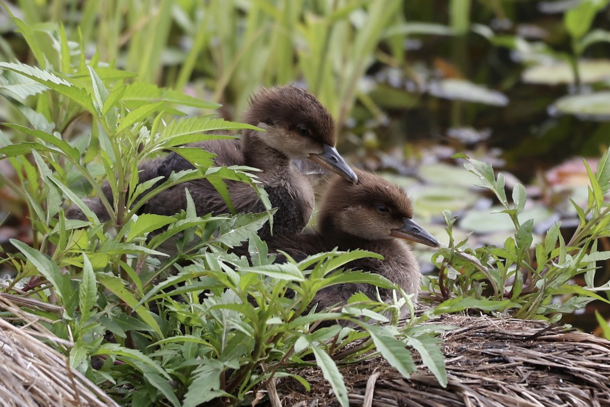 Hooded Merganser - ML620806350