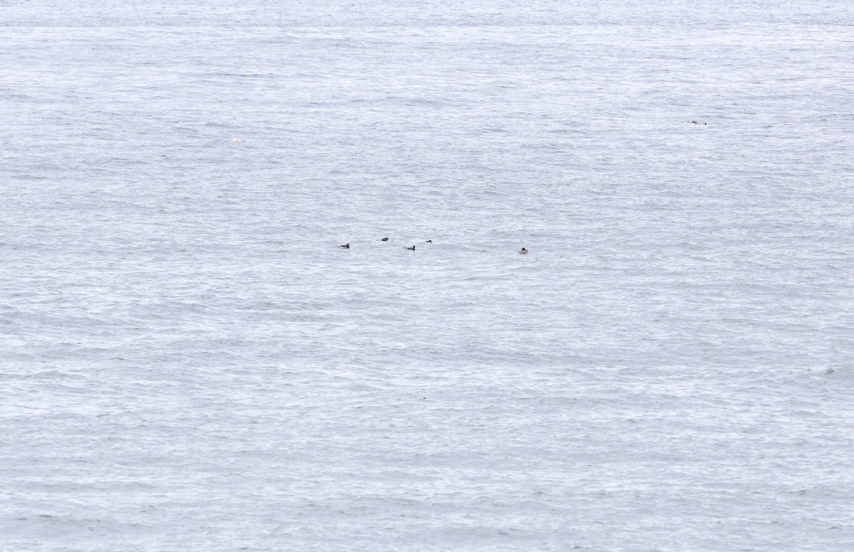 Long-tailed Duck - Carole Gilbert