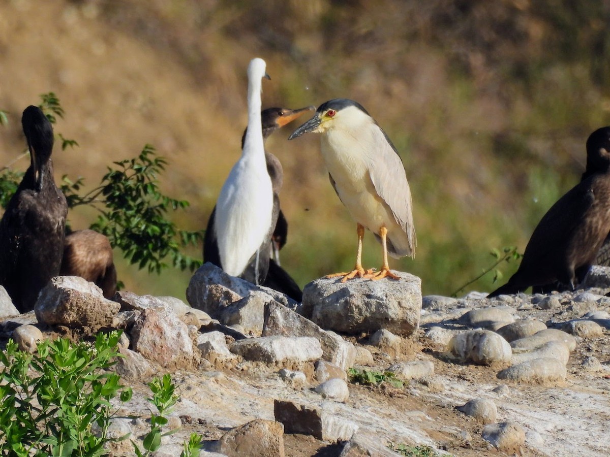 Black-crowned Night Heron - ML620806353