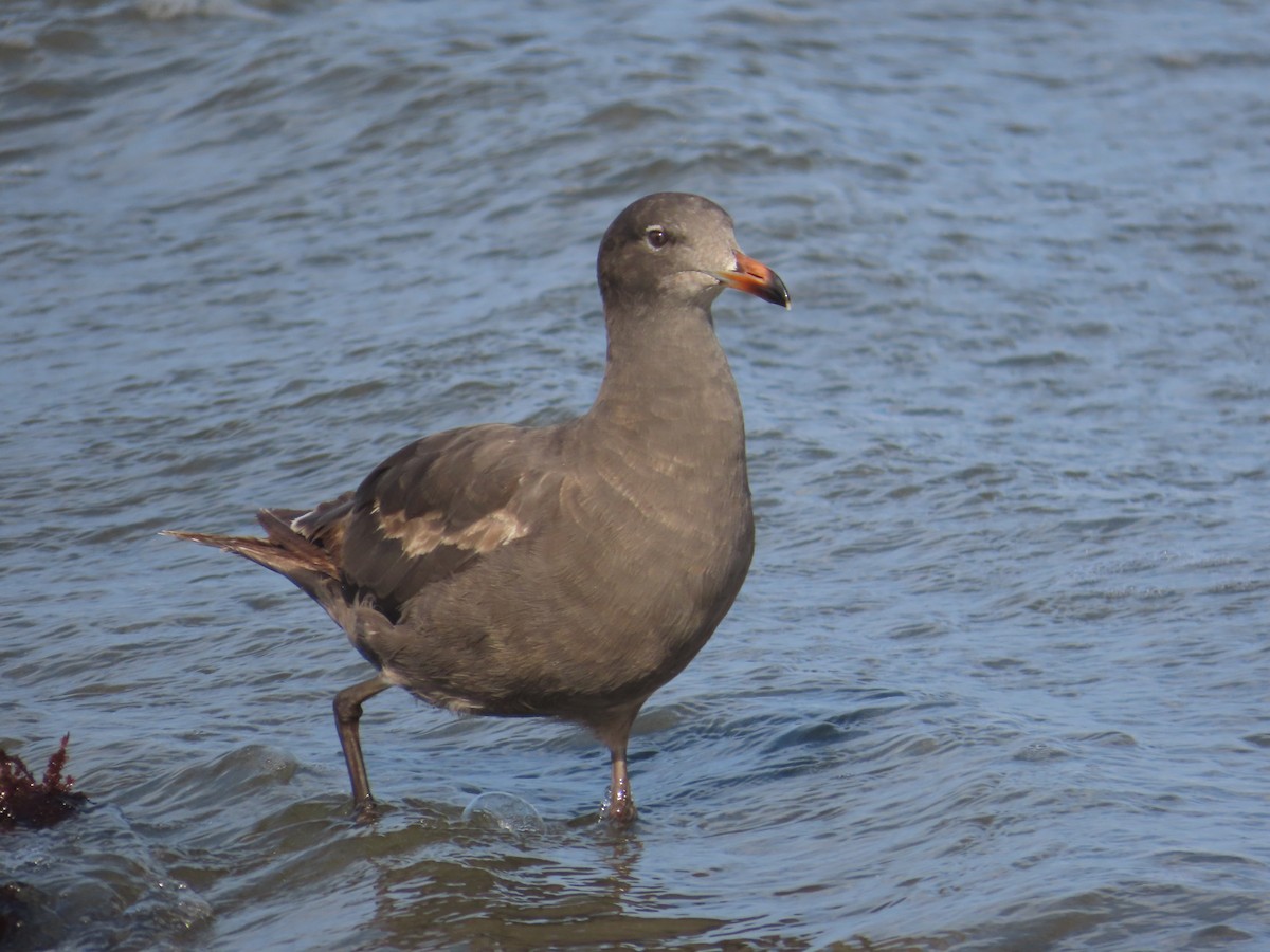 Heermann's Gull - ML620806355