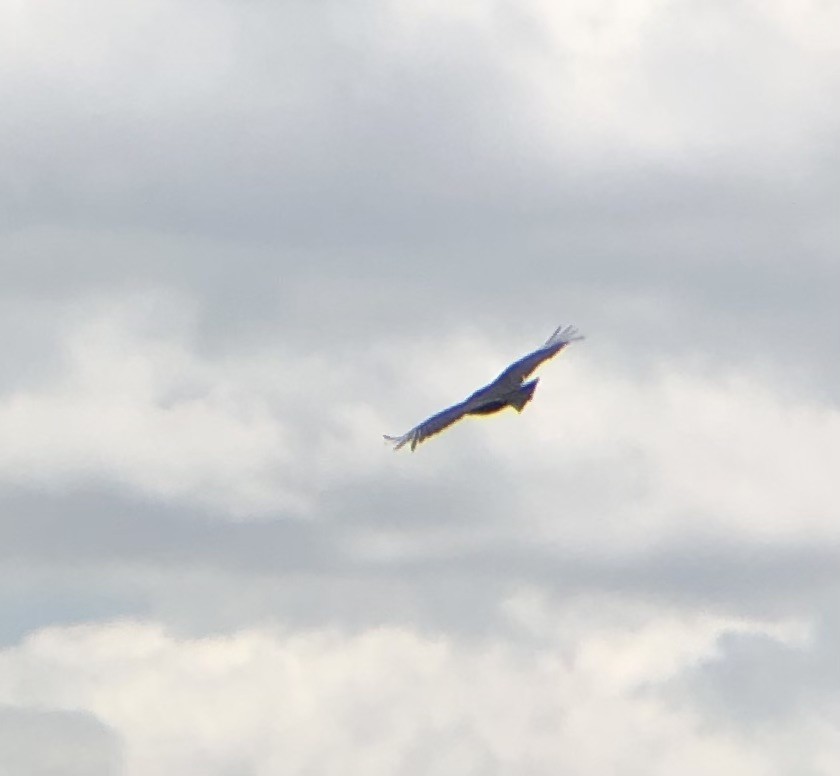 Black Vulture - ML620806356