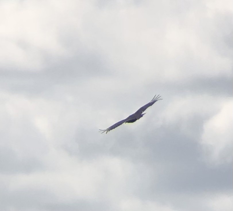 Black Vulture - ML620806357