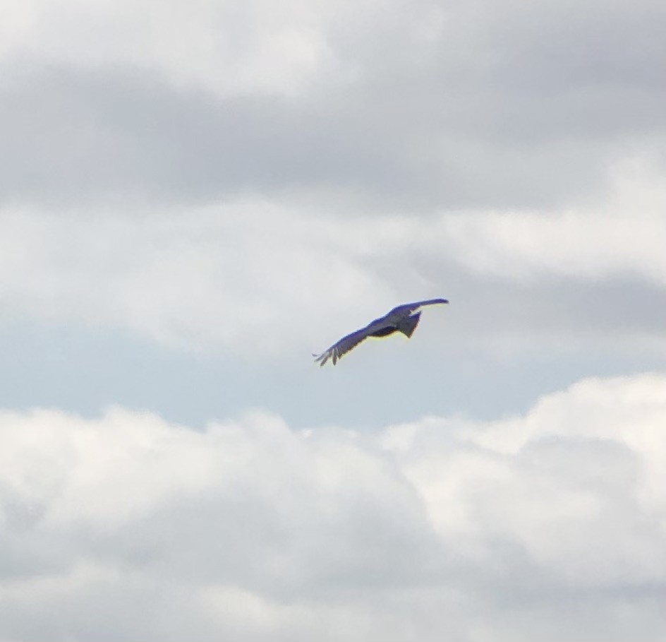 Black Vulture - ML620806358