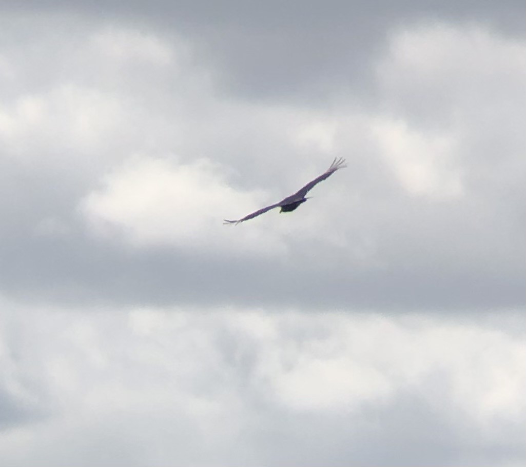 Black Vulture - ML620806360