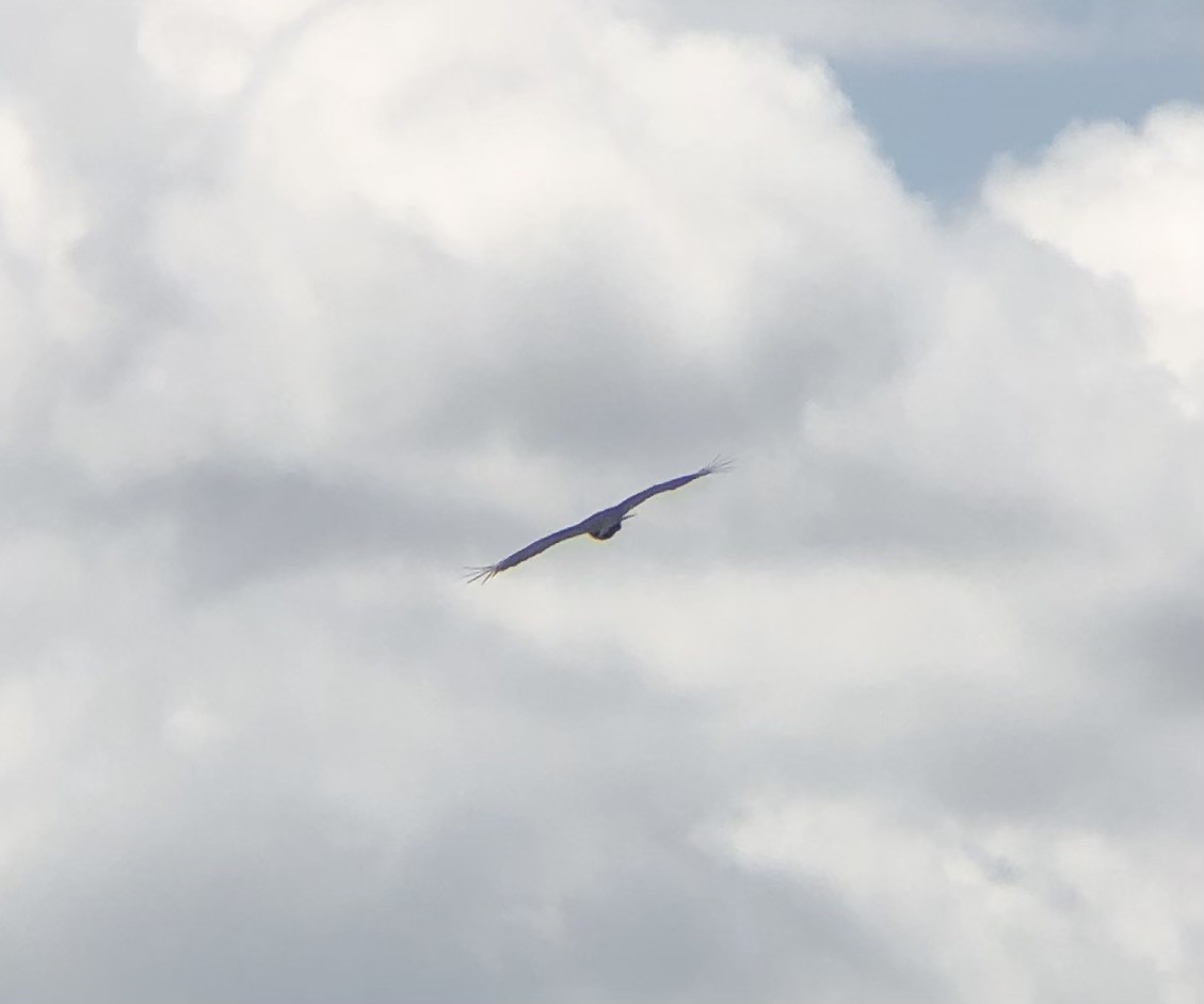 Black Vulture - ML620806361