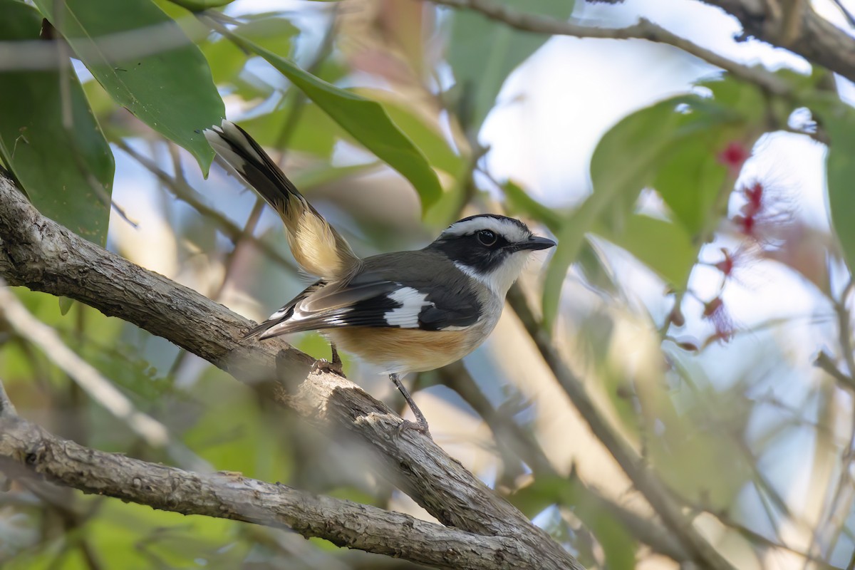 Buff-sided Robin - ML620806362