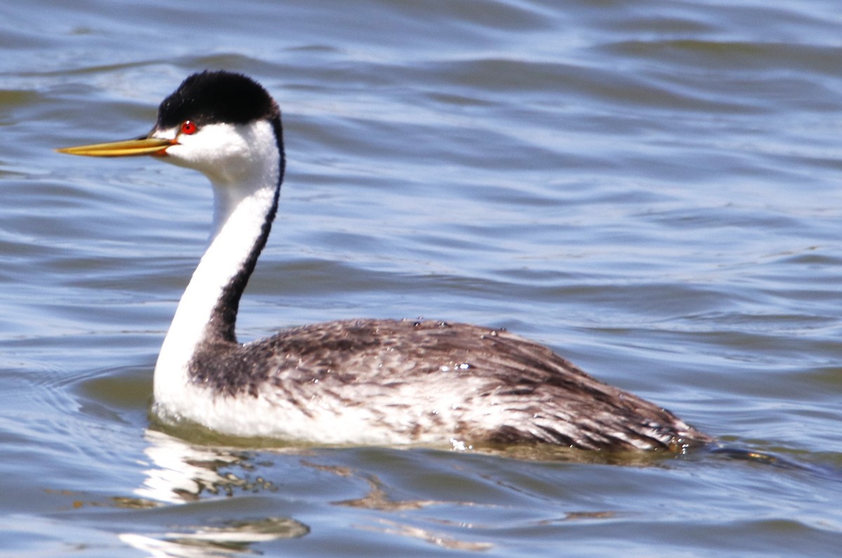 Western Grebe - ML620806365