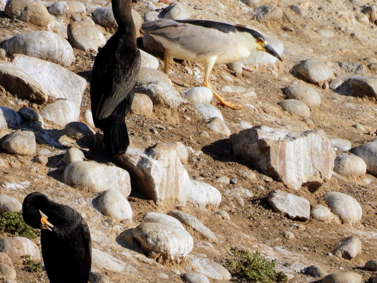 Black-crowned Night Heron - patricia kuzma sell