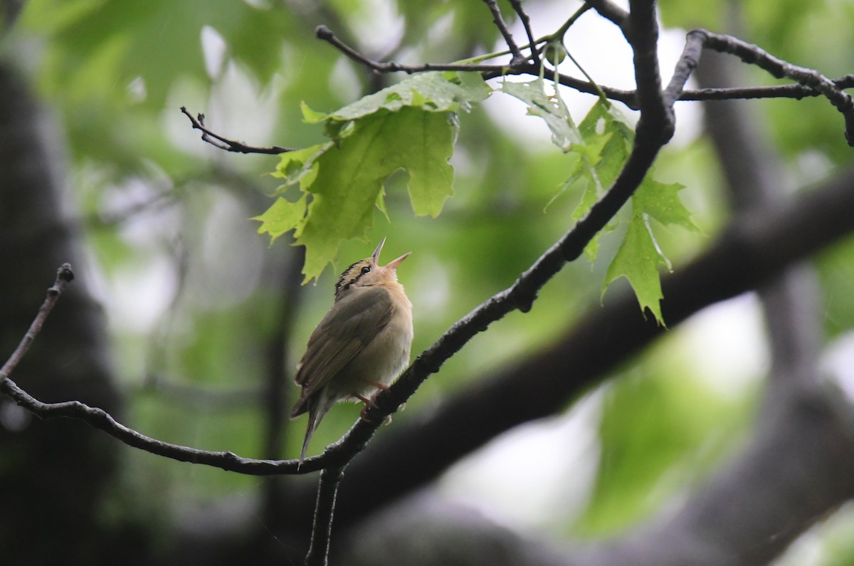 Worm-eating Warbler - ML620806368