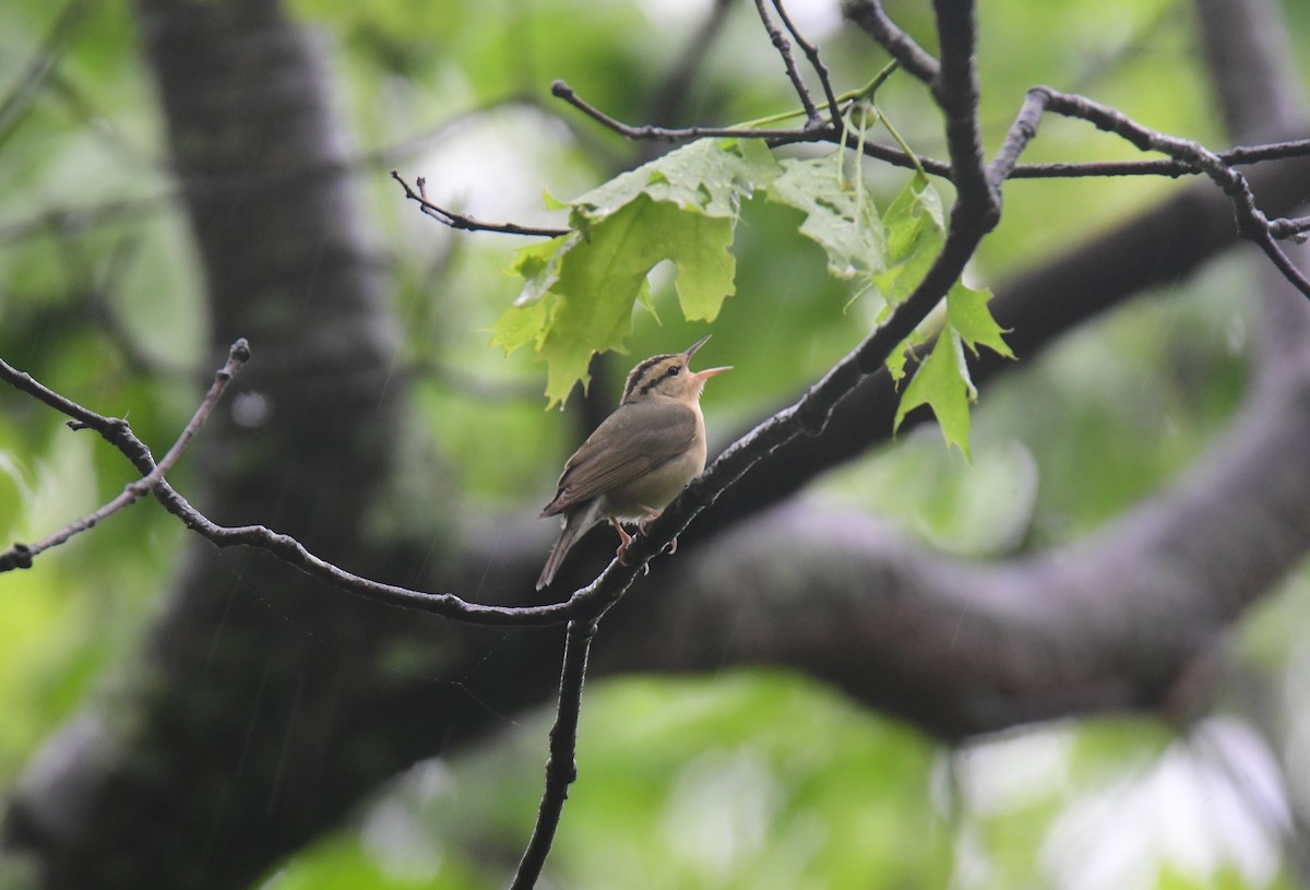 Worm-eating Warbler - ML620806369