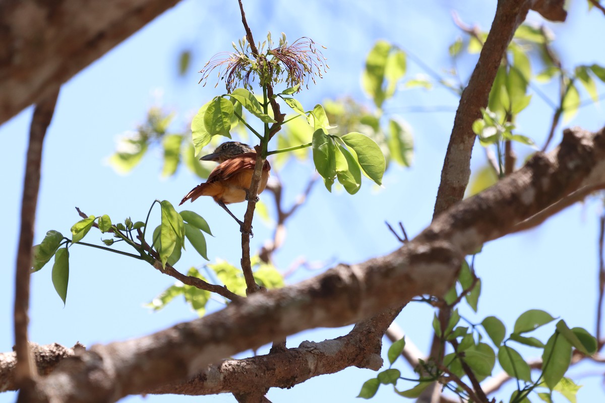 Barred Antshrike - ML620806371